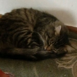 разоблачение брукхэвэна