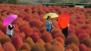 Яркие краски осени в южнокорейском парке Дапсари