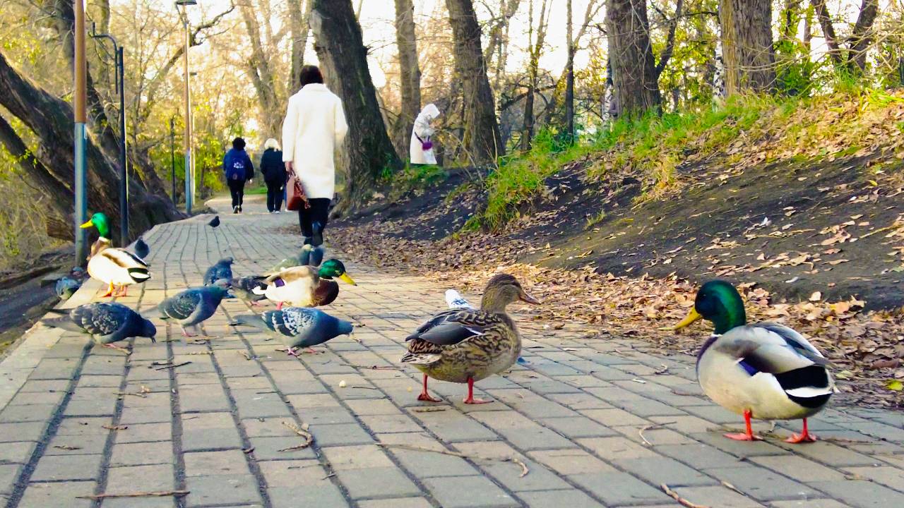 Walking in YEkaterinburg. Неспешная прогулка по Дендрологическому парку |4K| (October 22, 2025)