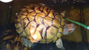 Красноухие черепахи 🐢 утро 30-10-2025