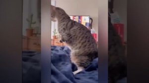 Видео от МЯУтаверс – как метавселенная, но с котами