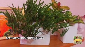 Цветы в октябре. 🌸🫶😍🌿