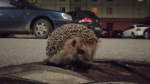 Встреча с.. ёжиком