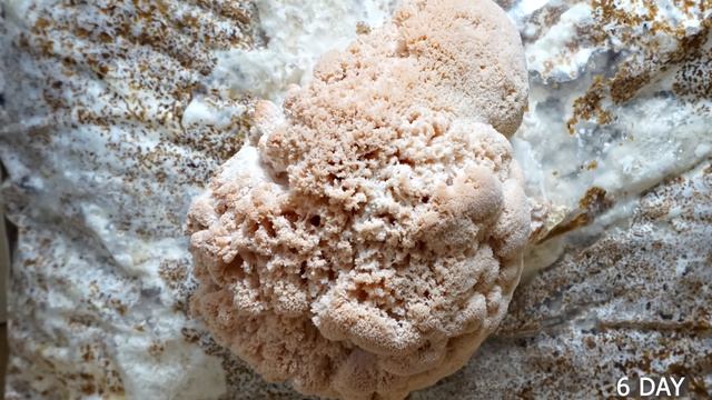 Ежовик гребенчатый. Таймлапс 4К смотреть онлайн