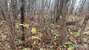 Осень прекрасная пора!