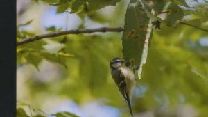 Как фотографировать птиц и животных? Мастер-класс для самарских школьников