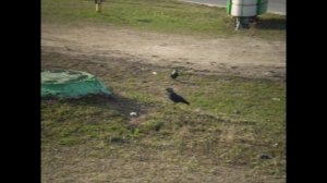 Как выглядит галка