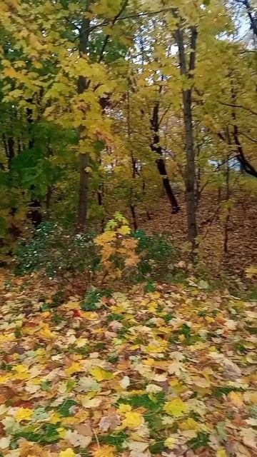 Дождливая осень смотреть онлайн