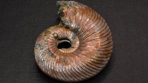 Аммонит пиритозамещённый, 37 г, Ульяновск