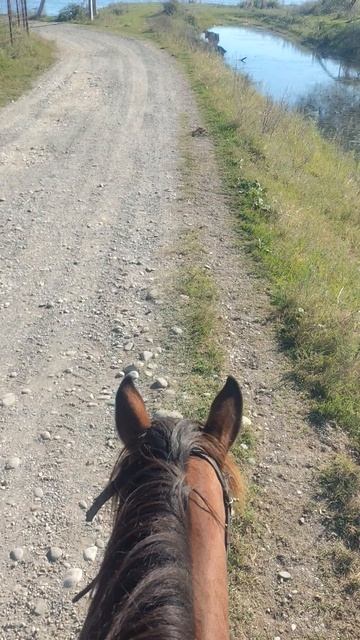 НА ЛОШАДИ смотреть онлайн