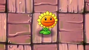 Подсолнух эдит