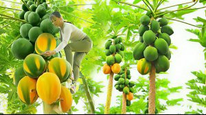 Собираю плоды папайи и продаю на рынке. Ухаживаю о животных на ферме. Жизнь во Вьетнаме