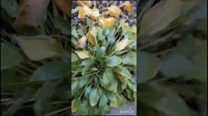 Осень в мамином саду🫶