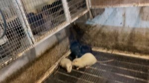 ТРУДНО ЛИ СОДЕРЖАТЬ НУТРИЙ