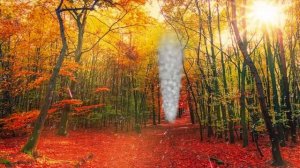 ОСЕННИЙ ЛЕС  ФУТАЖ