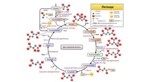 Часть 6. Аэробная система. Цикл Кребса. Окислительное фосфорилирование