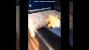 Видео от МЯУтаверс – как метавселенная, но с котами