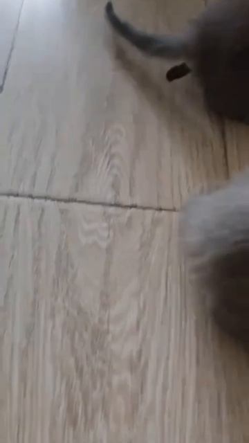 Теперь вы знаете принцип работы мясорубки.