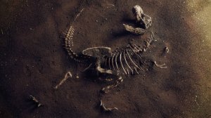 Мой фильм Необычная находка.