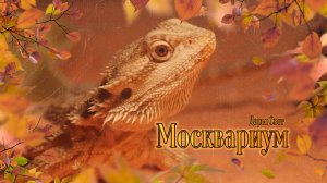 Бородатая агама. Йеменский хамелеон. Древолазы. Рептилии и амфибии. Аквариум. Москвариум. Осень 2025