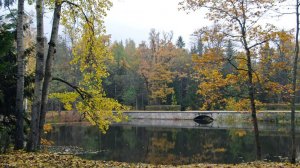 Тело пропавшего студента найдено рядом с открытой банкой натрия в Петергофе