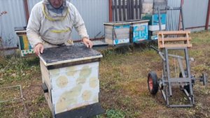 Объединение пчелиных семей в зиму