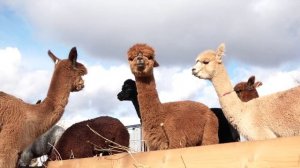 Альпаки из Чили прошли карантин и отправятся в разные регионы России