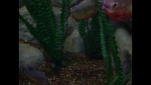 Как выглядят пираньи