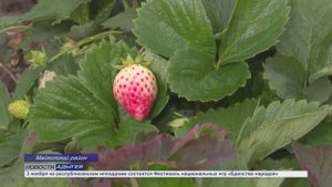 Информационный выпуск Майкопского телевидения 30.10.2025г