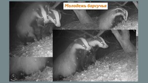 Возня молодых барсуков у норы. Упитанных и пушистых. Зверь таки сбил фотоловушку. 26-27.10.25