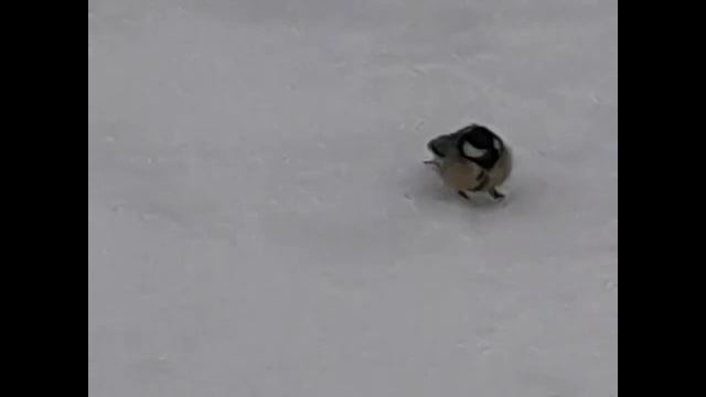 КОМЕДИЯ РОК  Сантименты!))