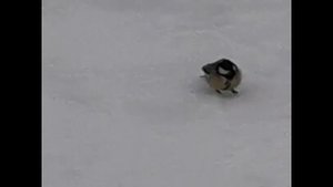 КОМЕДИЯ РОК  Сантименты!))