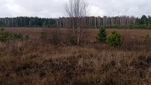 Сходил на поле потропить зайчика. Нашёл хижину в лесу.