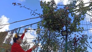 Обрезаем розу Голден Шауэрс.