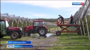 В садах Адыге-Хабля завершился сбор урожая яблок