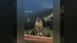 Елена и Максим 2