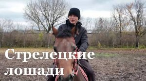 Стрелецкий конный завод празднует 220-летие