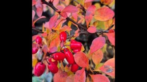 Раслаюление