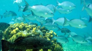 Голубая дыра, в Белизе ! ( Красивые, подводные съёмки )