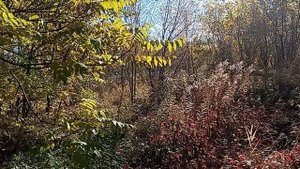 Вранье или коррупция в мэрии Кисловодска! Ложь СМИ! 30.10.2025 г.