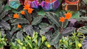 Цветок золотой середины!