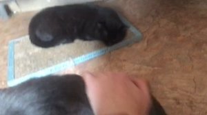 Приехало несколько котеек