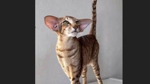 Живёт же где-то красота....Стихи Юлия Бессонова. Идея и монтаж Татьяны Пантелеевой.