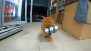 Кот украл пиво и убегает. ChatGPT