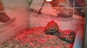 Поросята, черепахи, попугаи - вот компания какая! 29/10/25 #морскиесвинки #черепахи #попугаи