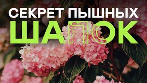 7 Ошибок Из-за Которых Гортензия Не цветёт! От Обрезки До Подкормок