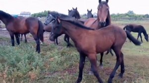 Природы созданье чудесное...