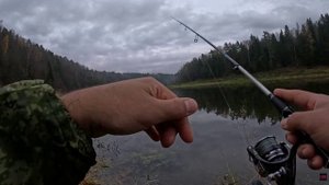 ПОПАЛ НА ВЫХОД ЖИРНОГО ОКУНЯ. ЛОВЛЯ ОКУНЯ НА СИЛИКОНОВЫЕ ПРИМАНКИ ОСЕНЬЮ. РЫБАЛКА НА СПИННИНГ