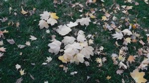 29=10=2025  КРАСНОДАР.  ПАРК  С.  ГАЛИЦКОГО . ОСЕНЬ.  (263)