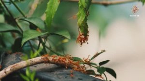 Урман хезмәтчәннәре | Гаҗәеп дөнья серләре. Бөҗәкләр дөньясы